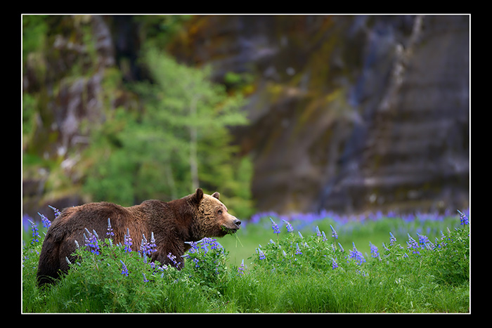 Bear_in_lupine